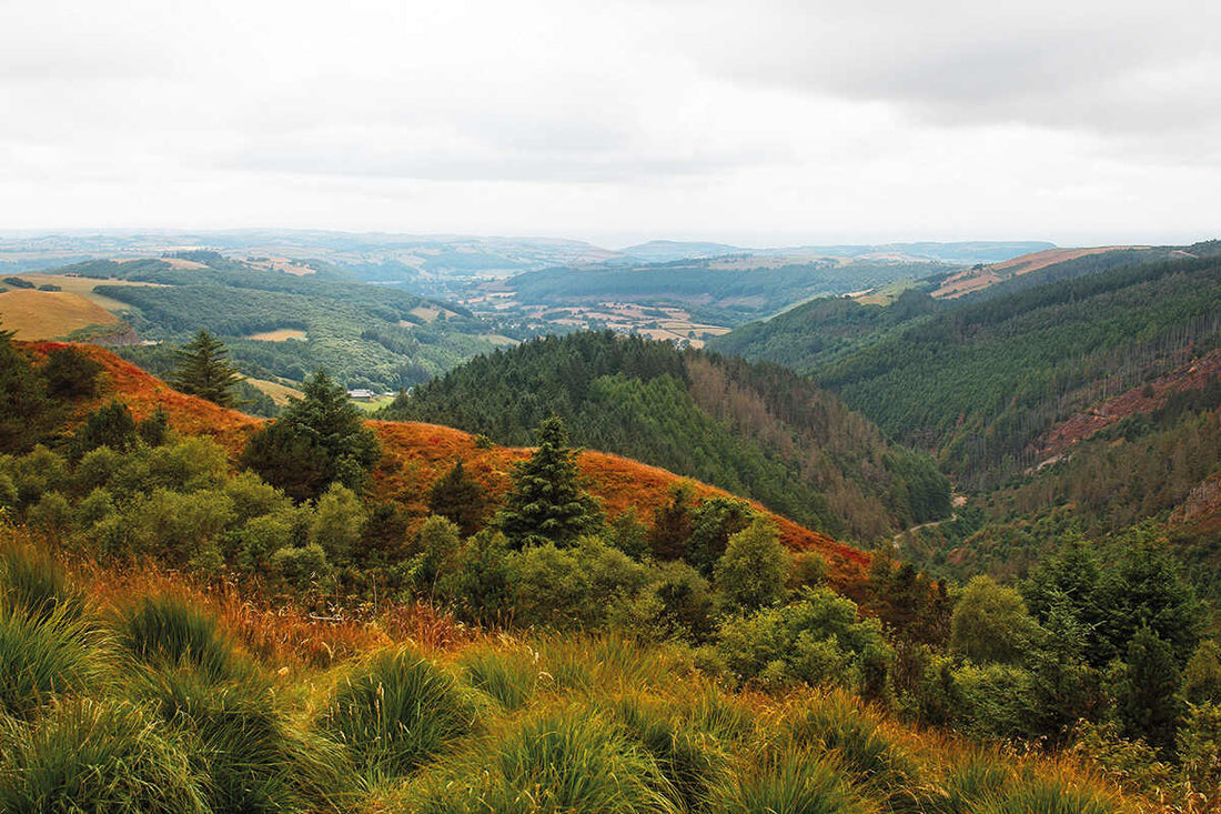 Welsh Forest