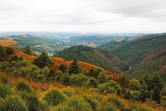 Welsh Forest